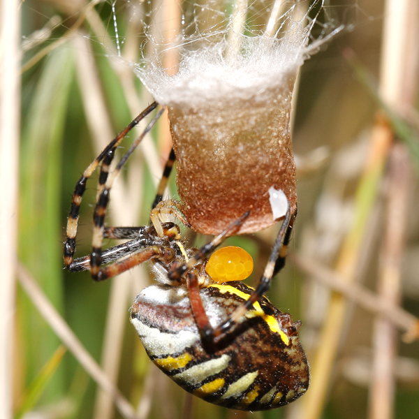 Argiope bruennichi pondre des œufs