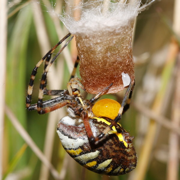Argiope bruennichi pondre des œufs
