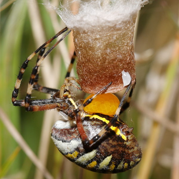 Argiope bruennichi pondre des œufs