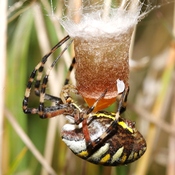 Argiope bruennichi pondre des œufs