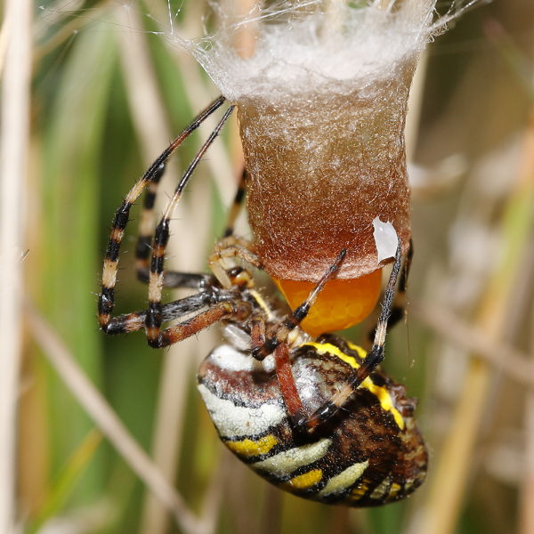 Argiope bruennichi pondre des œufs
