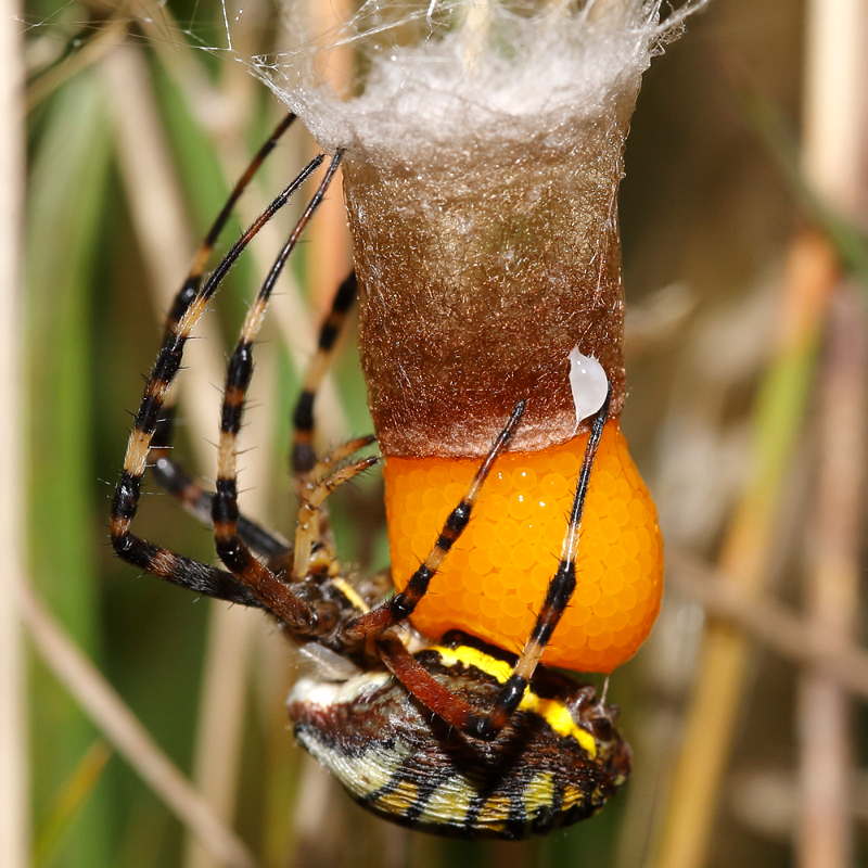 Argiope bruennichi pondre des œufs