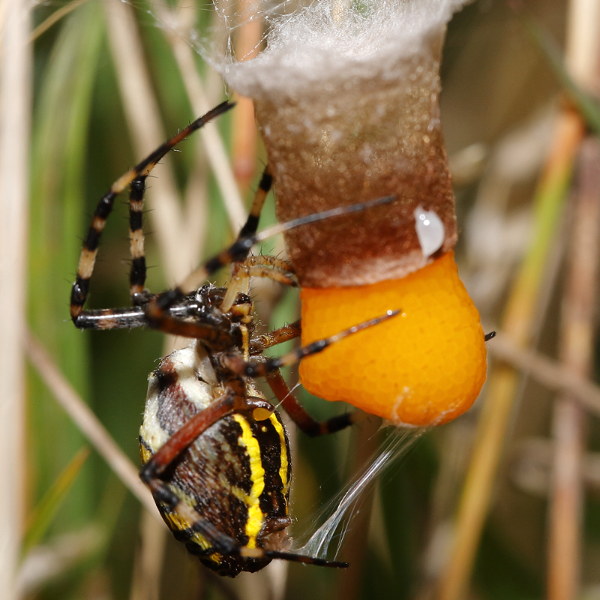 Argiope bruennichi tissage de la soie blanche
