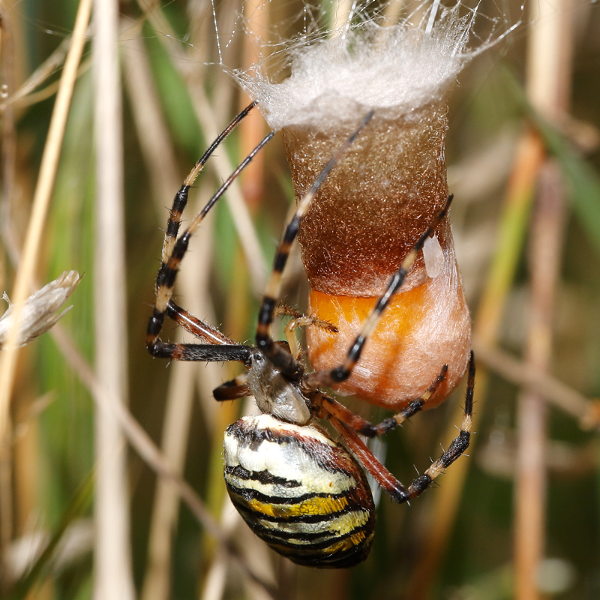 Argiope bruennichi tissage de la soie blanche