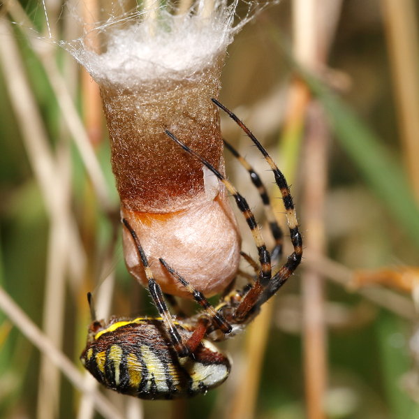 Argiope bruennichi tissage de la soie blanche