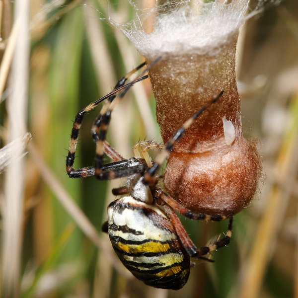 Argiope bruennichi fils bruns