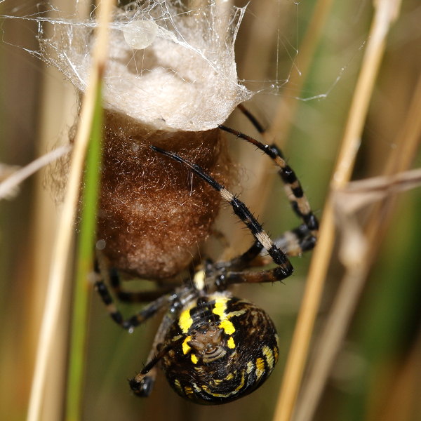 Argiope bruennichi fils bruns