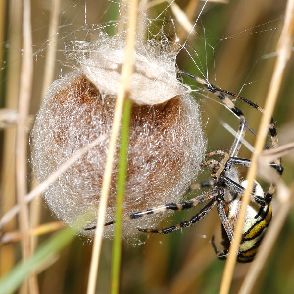 Argiope bruennichi fils lâche