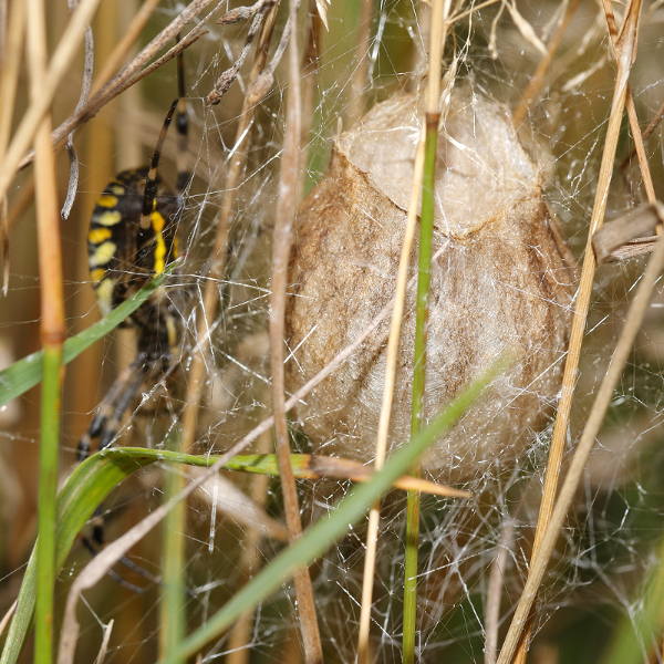 Argiope bruennichi cocon ancré