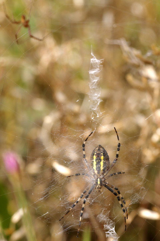 Argiope bruennichi