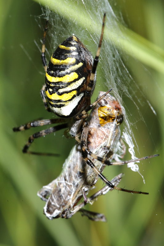 Argiope bruennichi, sauterelle proie