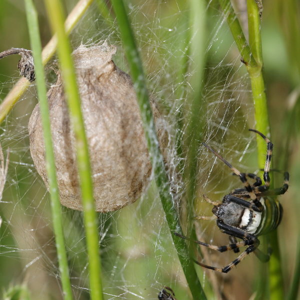 Argiope bruennichi ancrage du cocon