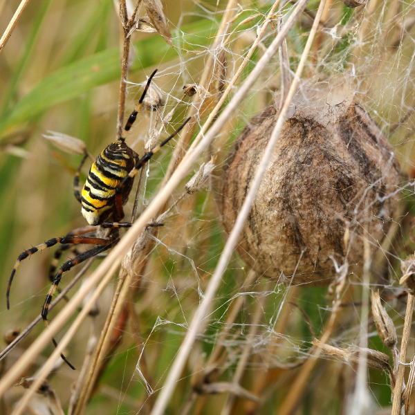 Argiope bruennichi des jours avec le cocon fraîchement posé