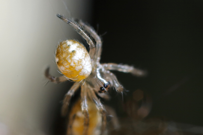 Argiope bruennichi jeunes araignées