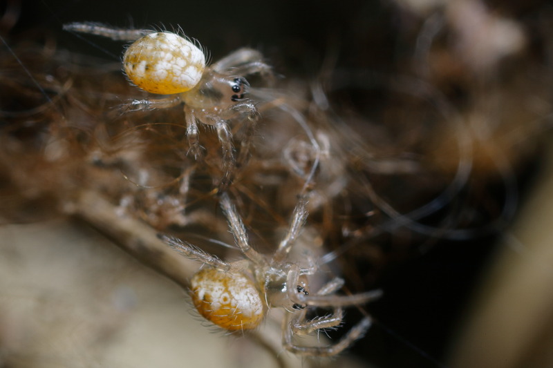 Argiope bruennichi young spiders