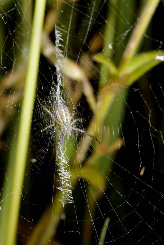Argiope bruennichi jeune araignée dans la toile