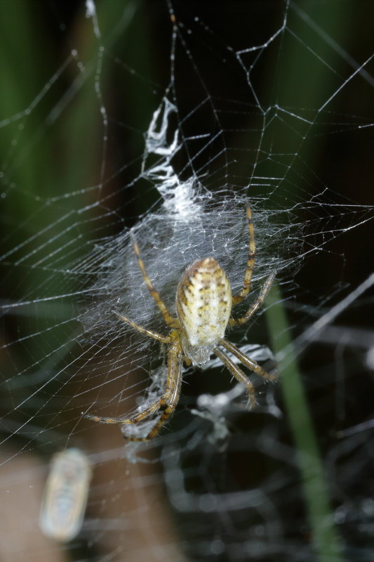 Argiope bruennichi young spider in web
