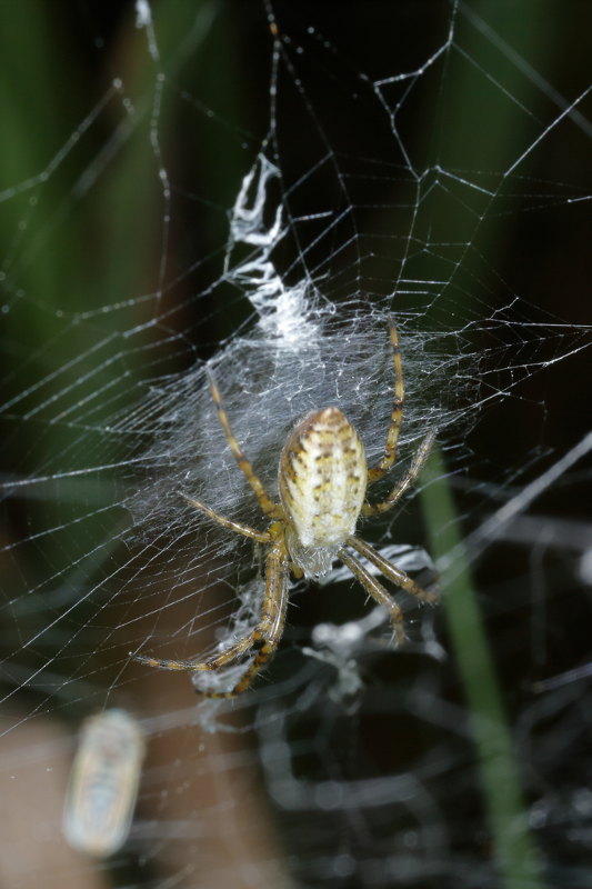 Argiope bruennichi jeune araignée dans la toile