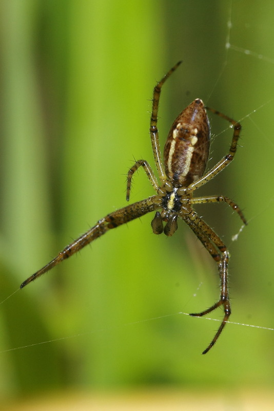 Argiope bruennichi mâle