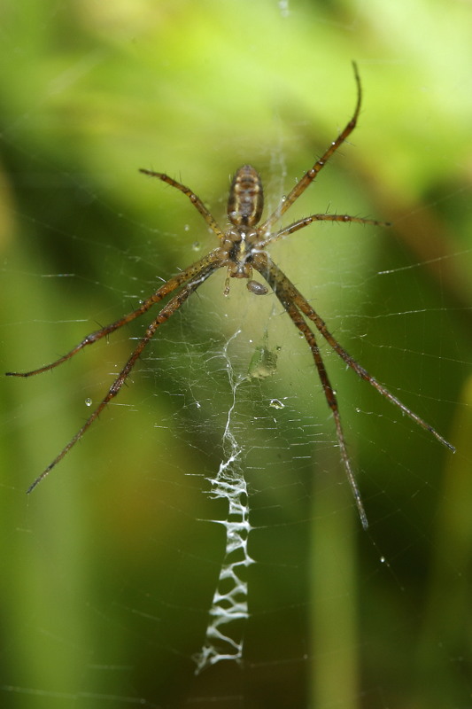 Argiope bruennichi mâle