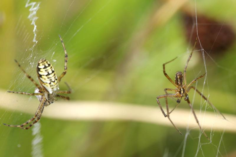 Argiope bruennichi couple