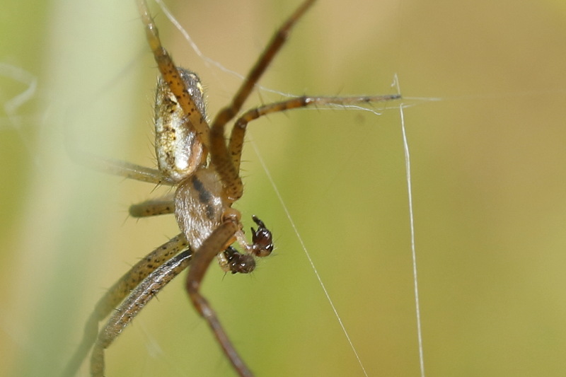 Argiope bruennichi mâle