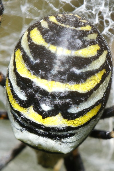 Argiope bruennichi