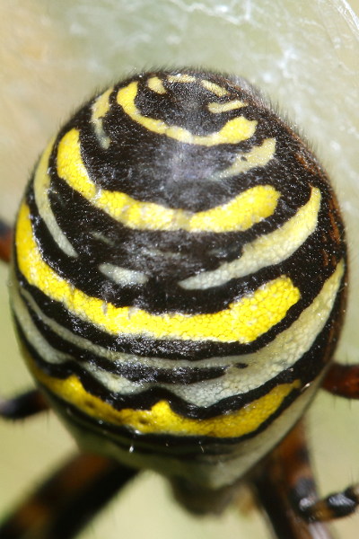 Argiope bruennichi