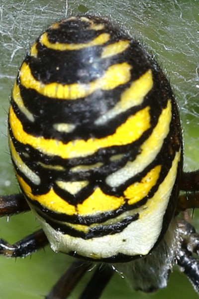 Argiope bruennichi