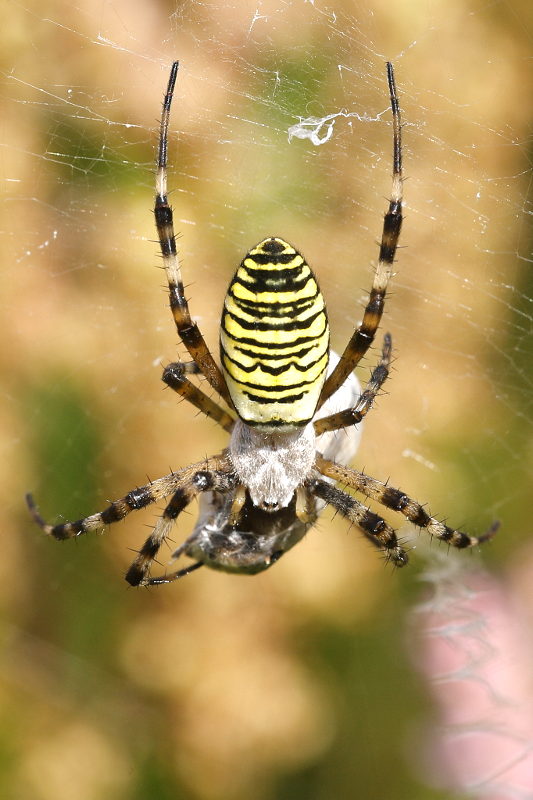 Argiope bruennichi