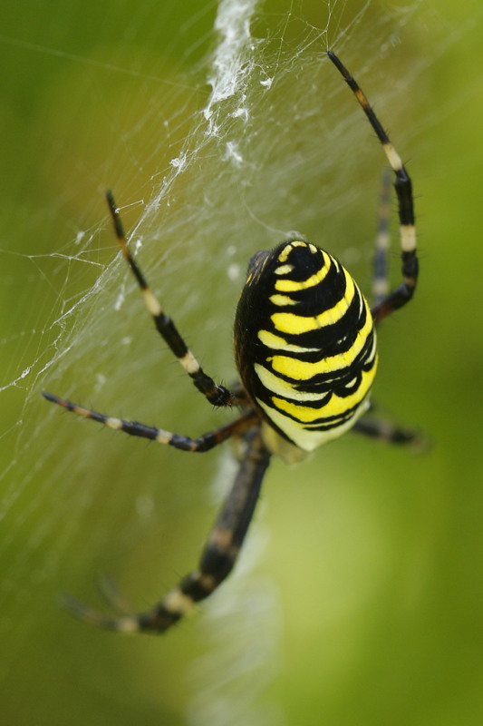 Argiope bruennichi