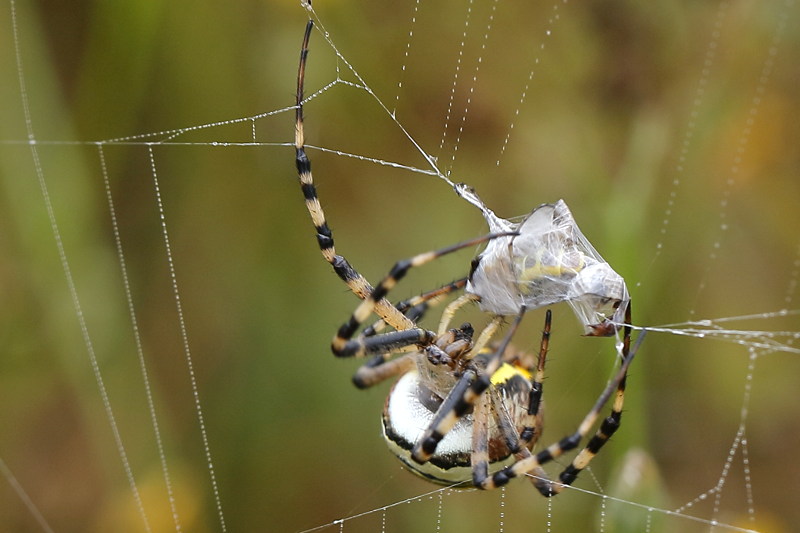Argiope bruennichi, heeft een Panorpa gevangen