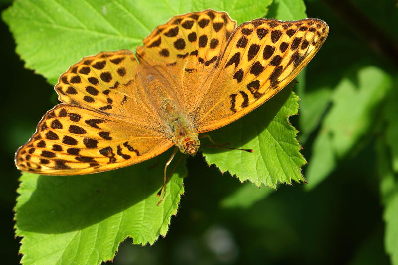 Keizersmantel, Argynnis paphia (NL)