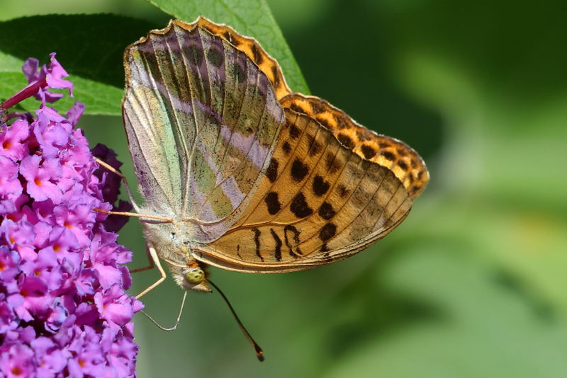 Keizersmantel, Argynnis paphia (NL)