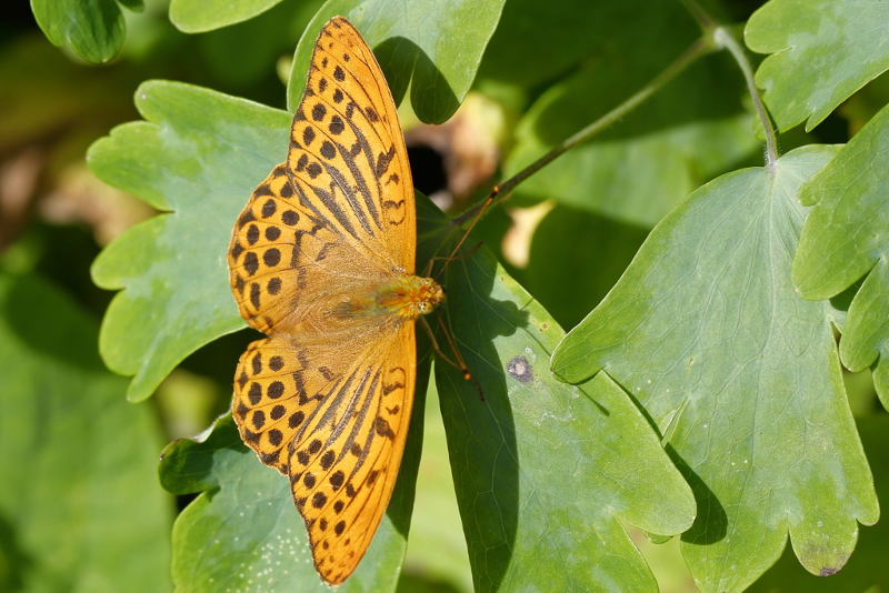 Keizersmantel, Argynnis paphia ♂ (NL)