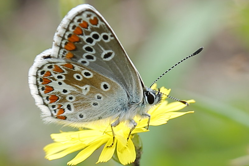 Bruin blauwtje, Aricia agestis (NL)