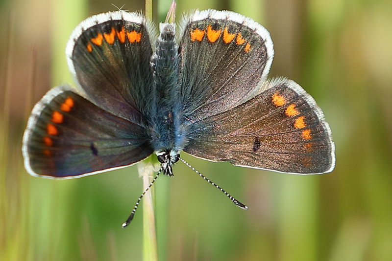 Bruin blauwtje, Aricia agestis ♂ (BG)