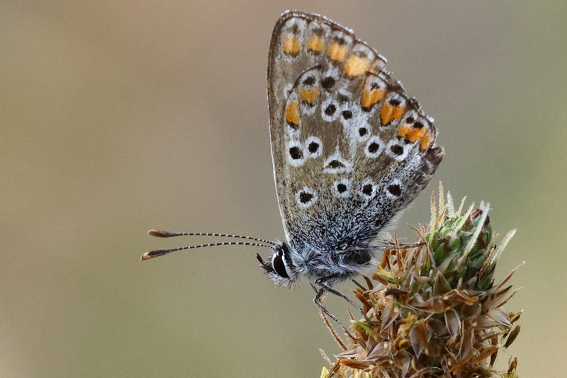 Moors bruin blauwtje, Aricia cramera (E)