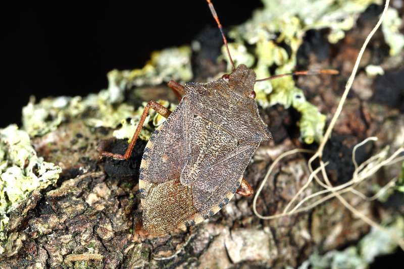 Arma custos, Snuitkeverschildwants