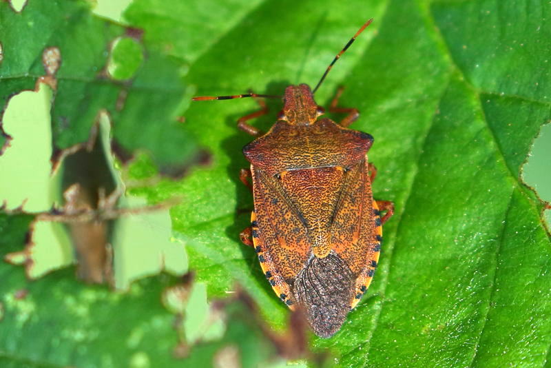 Arma custos, Snuitkeverschildwants