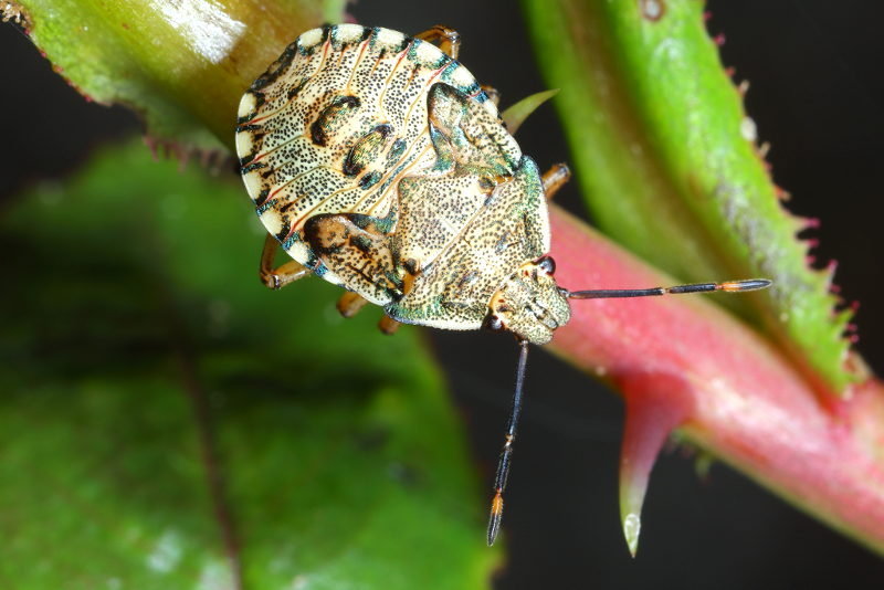 Arma custos, Snuitkeverschildwants, juveniel