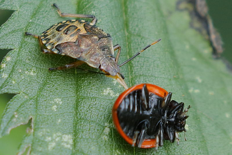 Arma custos, Snuitkeverschildwants, juveniel met lieveheersbeestje als prooi