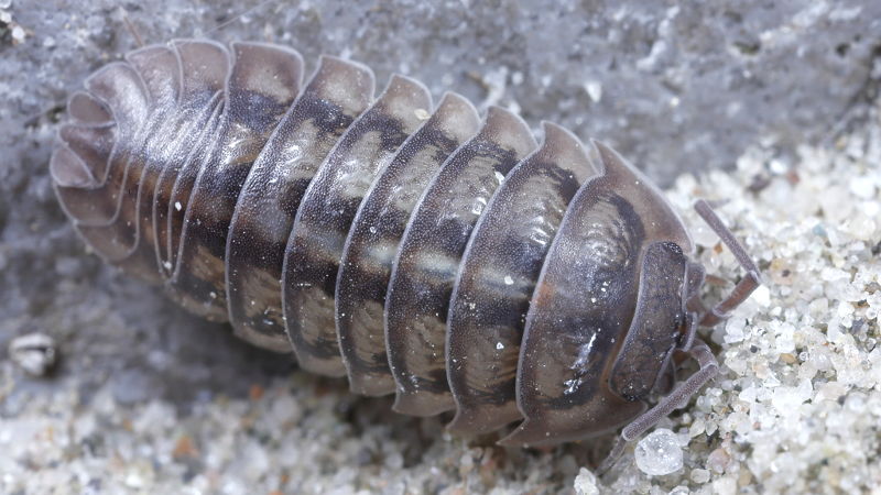 Pill Woodlouse, Armadillidium nasatum