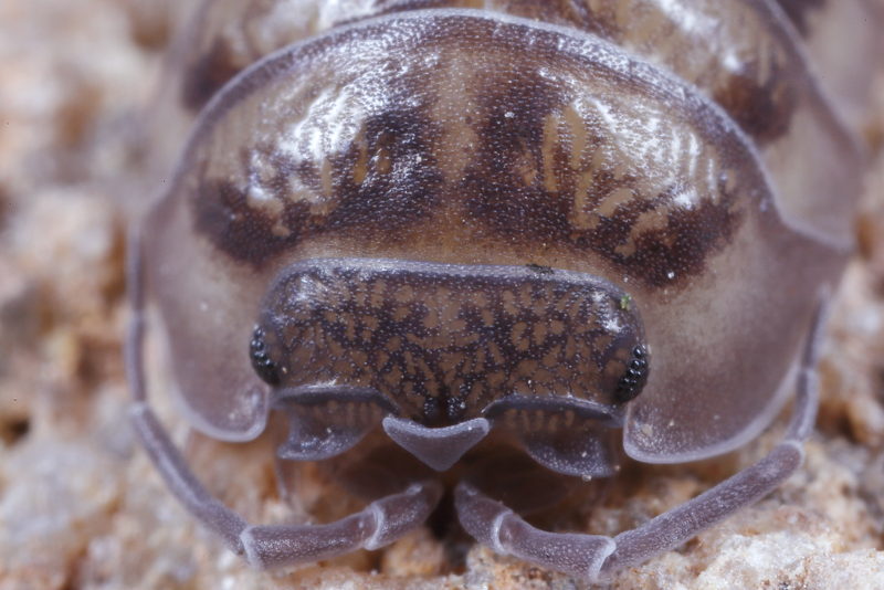 Pill Woodlouse, Armadillidium nasatum