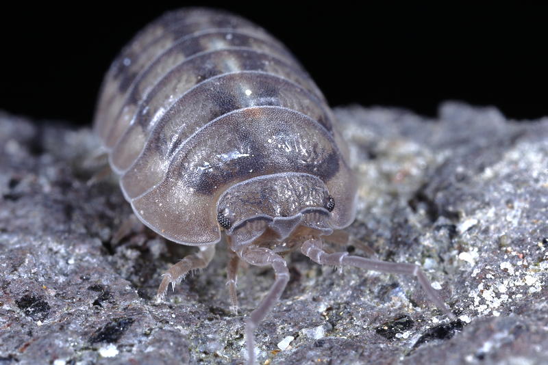 Pill Woodlouse, Armadillidium nasatum
