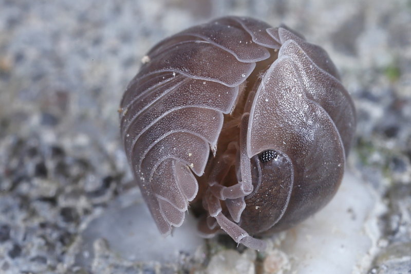 Pill Woodlouse, Armadillidium nasatum