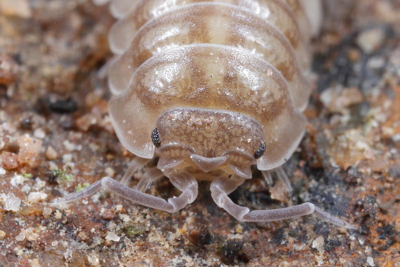 Pill Woodlouse, Armadillidium nasatum