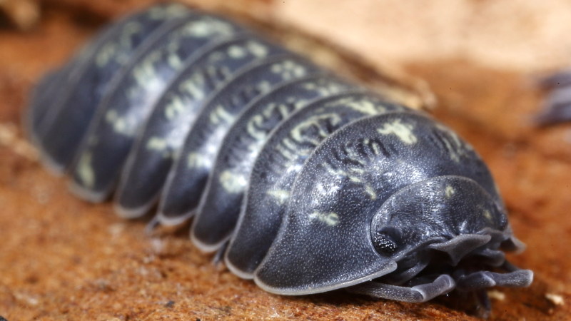 Pill Woodlouse, Armadillidium opacum