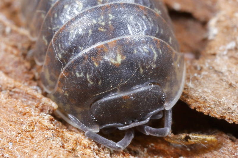 Pill Woodlouse, Armadillidium opacum