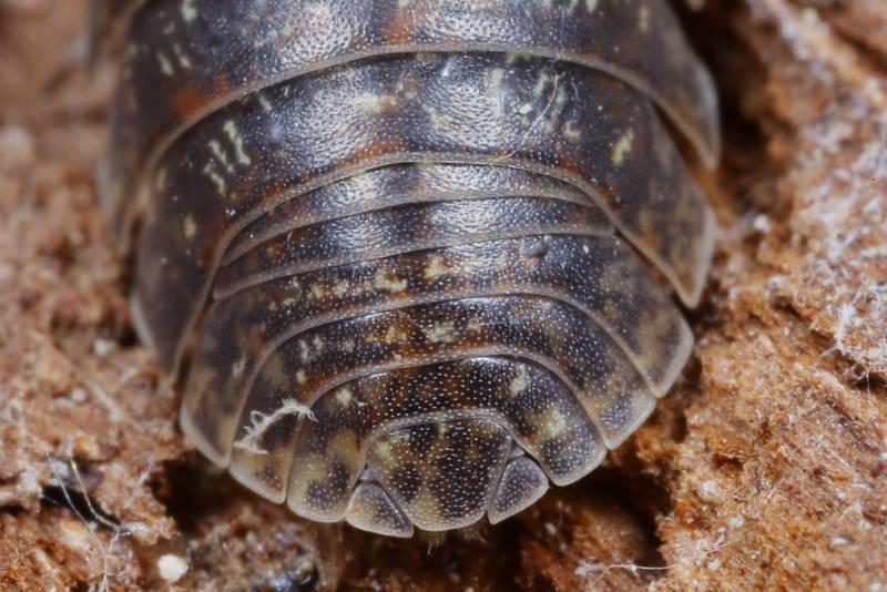 Pill Woodlouse, Armadillidium opacum